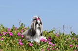 SHIH TZU 022